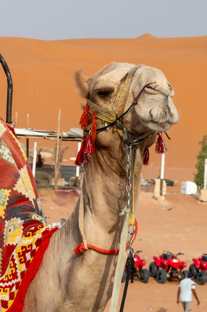 A Camel in a Desert